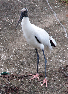 [Wood stork stands on brown concrete which make its partially webbed pink feet visible. The bird has its weight on one foot which is flat against the ground so the webbing is visible.]